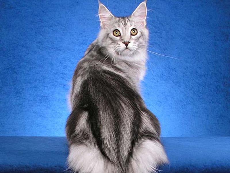 Pretty maine coon cat, cute, maine coon, breed, cat, kitten, animal, HD wallpaper