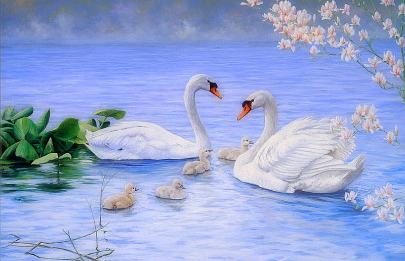 Bird Swan Wallpaper | HD Wallpapers