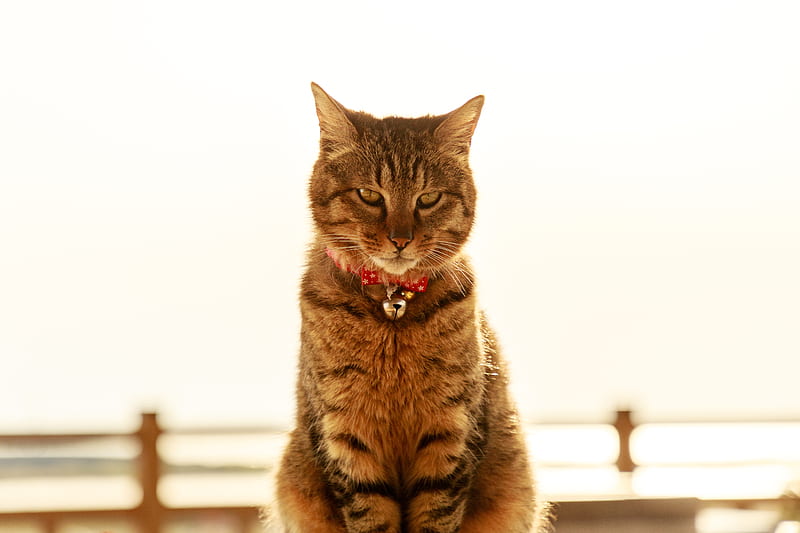 cat, collar, bells, glance, pet, HD wallpaper