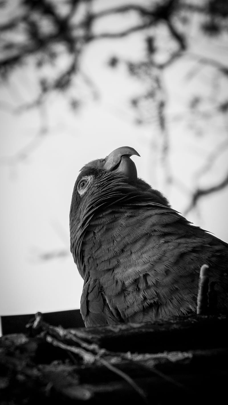 Beautiful Bird , black and white, bw, crow, loro, parrot, plumas, raven, sky, HD phone wallpaper