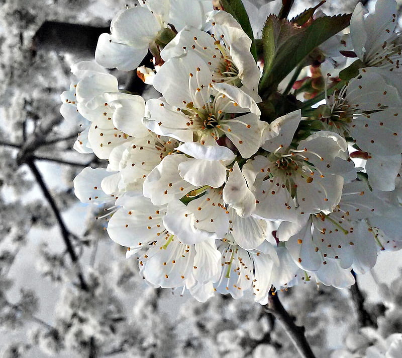 Flores de cerezo, flor de cerezo, flor, naturaleza, graphy, árbol, blanco,  Fondo de pantalla HD | Peakpx