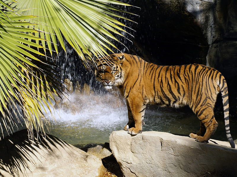 Tiger looking for water, nature, river, feline, tiger, HD wallpaper