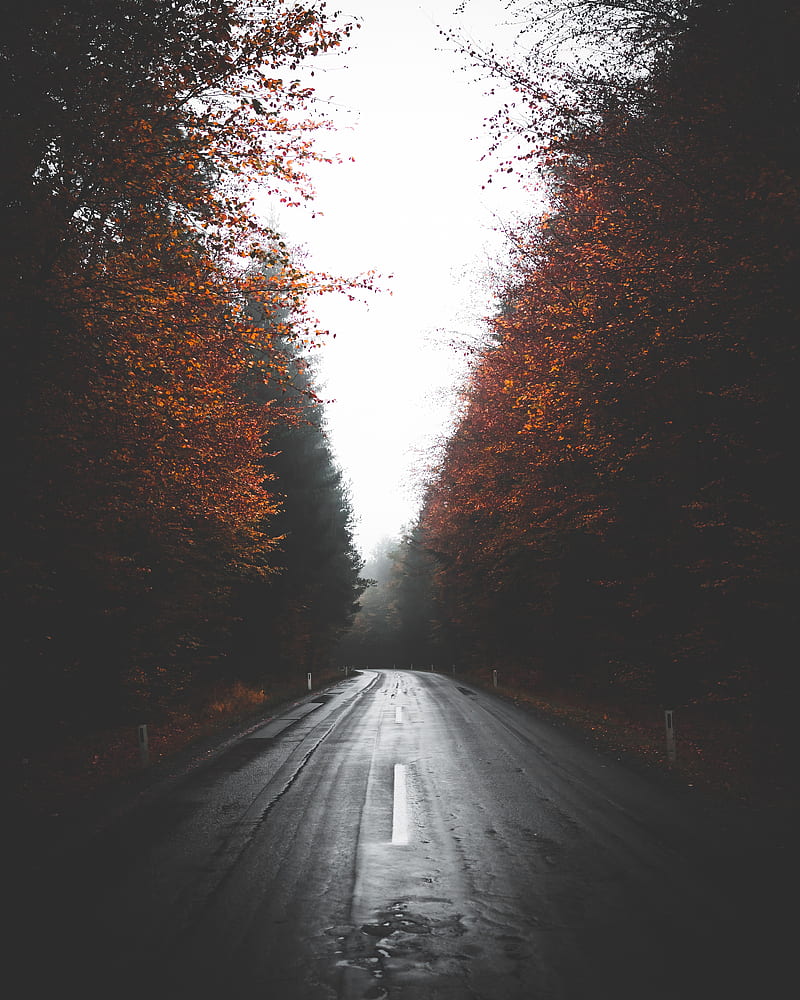 road, trees, autumn, fog, turn, asphalt, HD phone wallpaper