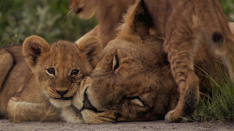 Lioness with cubs, big cat, cub, lioness, wild life, lion, HD wallpaper ...