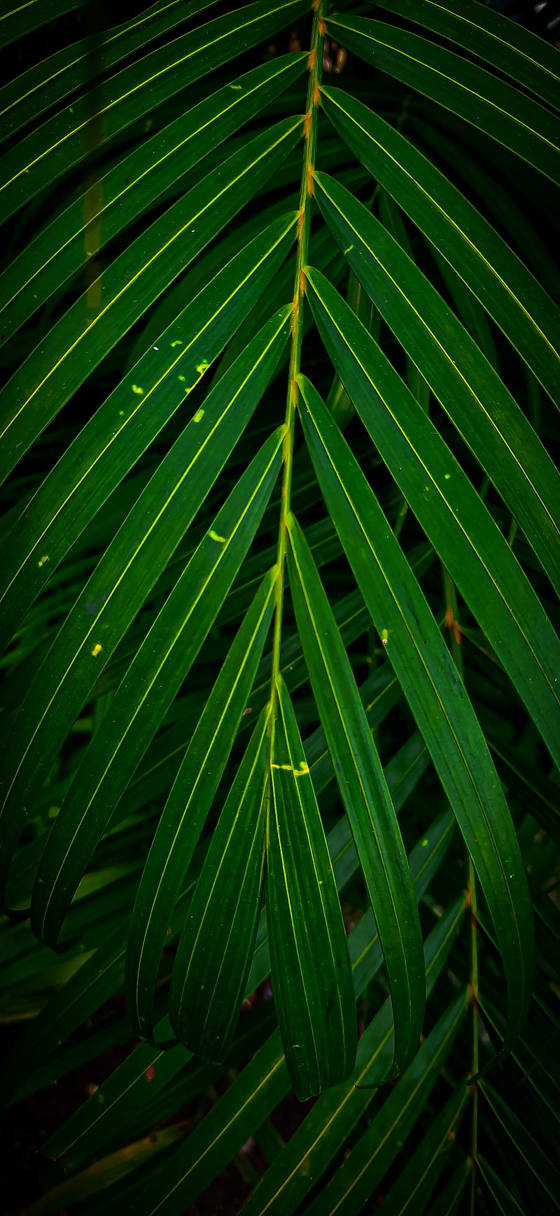 Nature, background, dark, green, leafd, vintage, yellow, HD phone wallpaper  | Peakpx