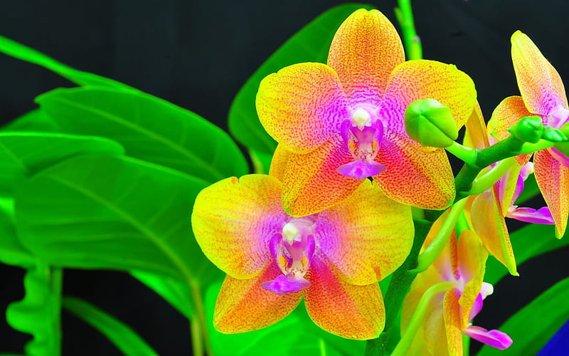 yellow orchid, close up, orchids, plant, HD wallpaper