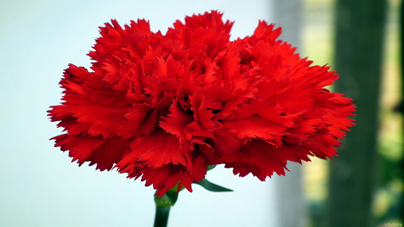 Red carnation, Red, Bloom, Carnation, Blossom, Flower, HD wallpaper