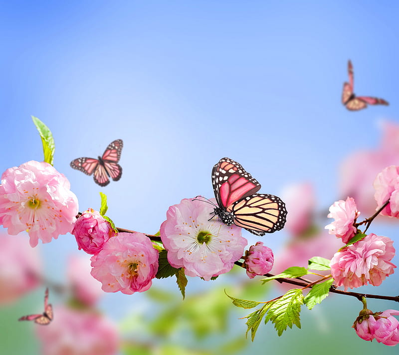 Spring Blossom, blossom, butterfly, flowers, pink, spring, HD wallpaper