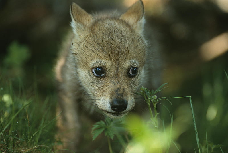 a little wolf cub, maned wolf nature, friendship, grey wolf, majestic, abstract, canine, HD wallpaper