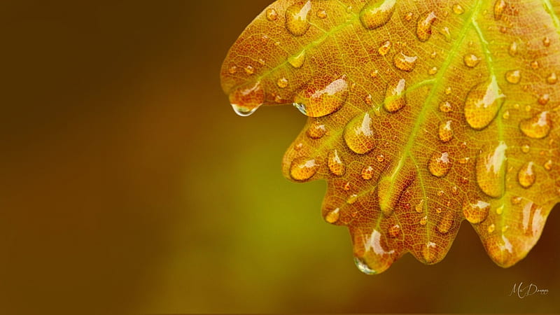 Autumn Oak Leaf, fall, autumn, gold, dew, oak, rain, Firefox Persona theme, leaf, HD wallpaper
