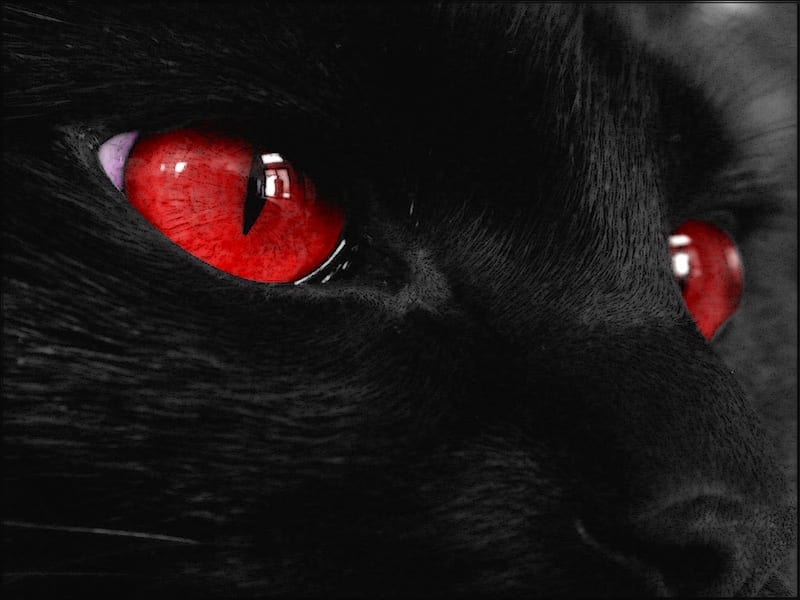 RED EYED CAT black, evil, cat, red eyes, HD wallpaper