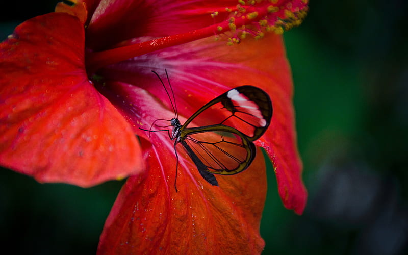 Glasswing Butterfly, animal, glasswing, butterfly, insect, HD wallpaper