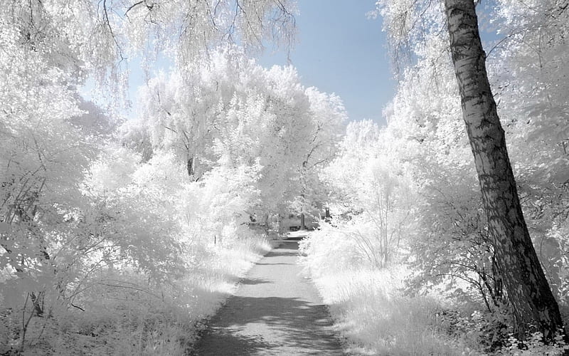 Winter Road, snow, birch, nature, white, road, trees, winter, frost, HD wallpaper