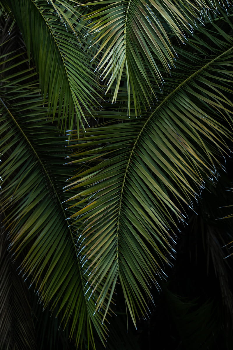 palm, branches, leaves, green, macro, HD phone wallpaper
