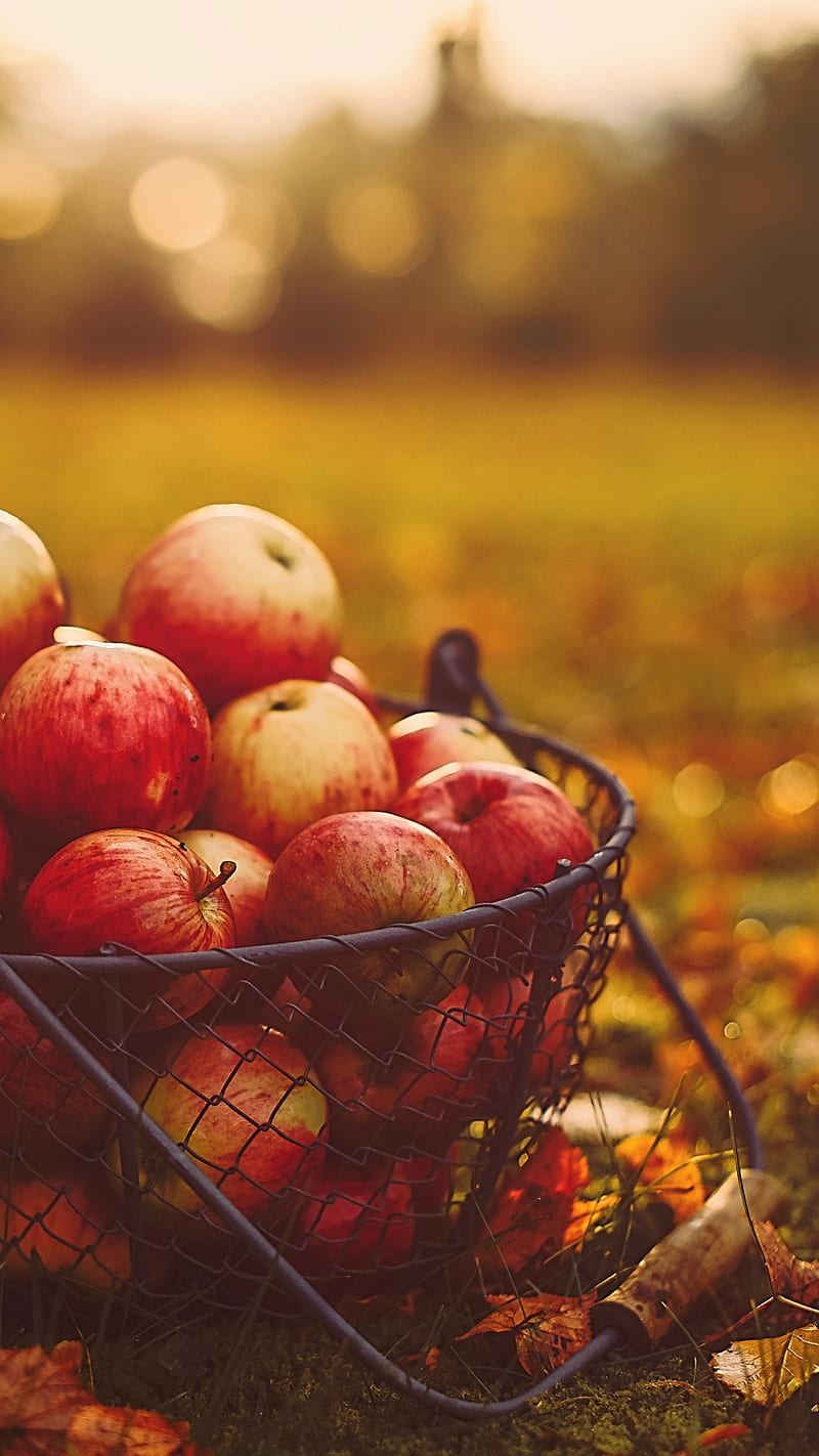 Apples In Basket , harvest, autumn, food, fruit, red, apple, apples in basket, HD phone wallpaper