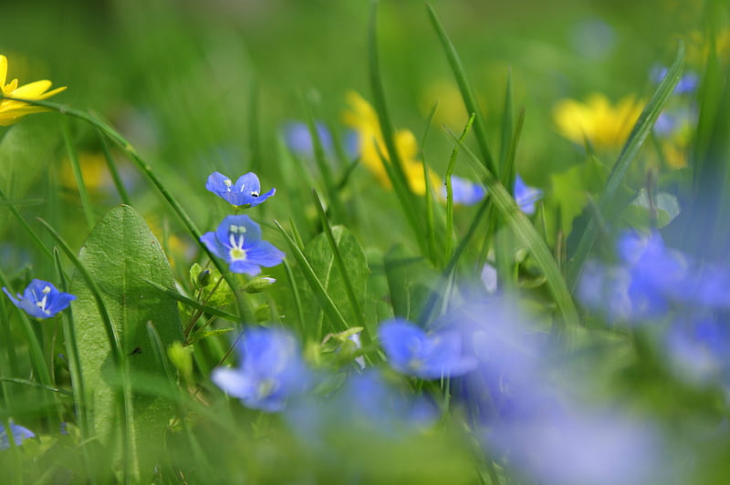 Springtime in the Meadow, purple, grass, flowers, yellow, spring, field, meadow, HD wallpaper