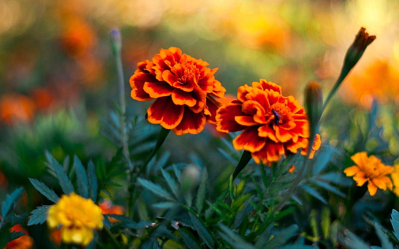 MARIGOLDS, COLORS, LEAVES, STEMS, PETALS, HD wallpaper