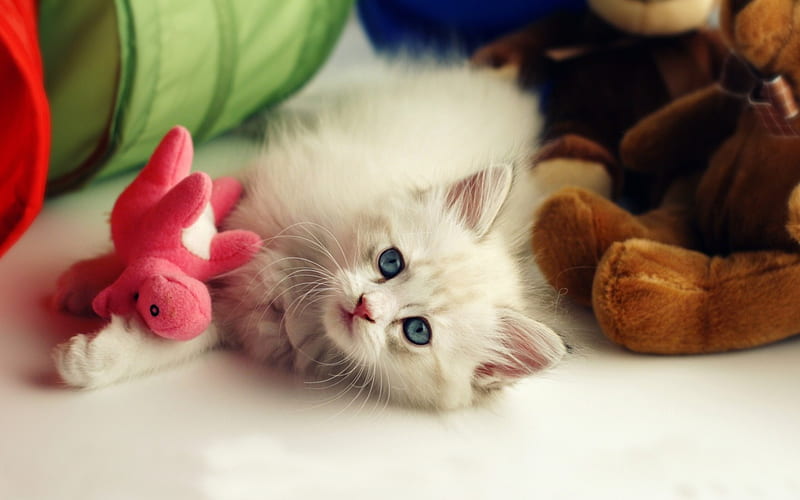 Blue-eyed Kitten, domestic animal, cat, small, toys, HD wallpaper