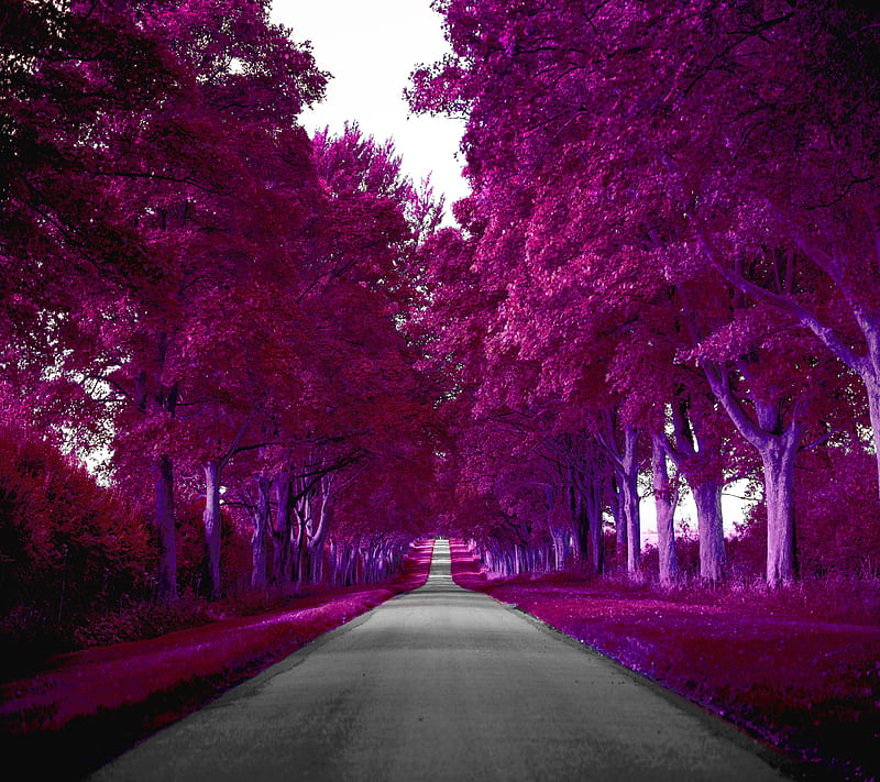 Path Road, grass, leaf, purple, tree, HD wallpaper