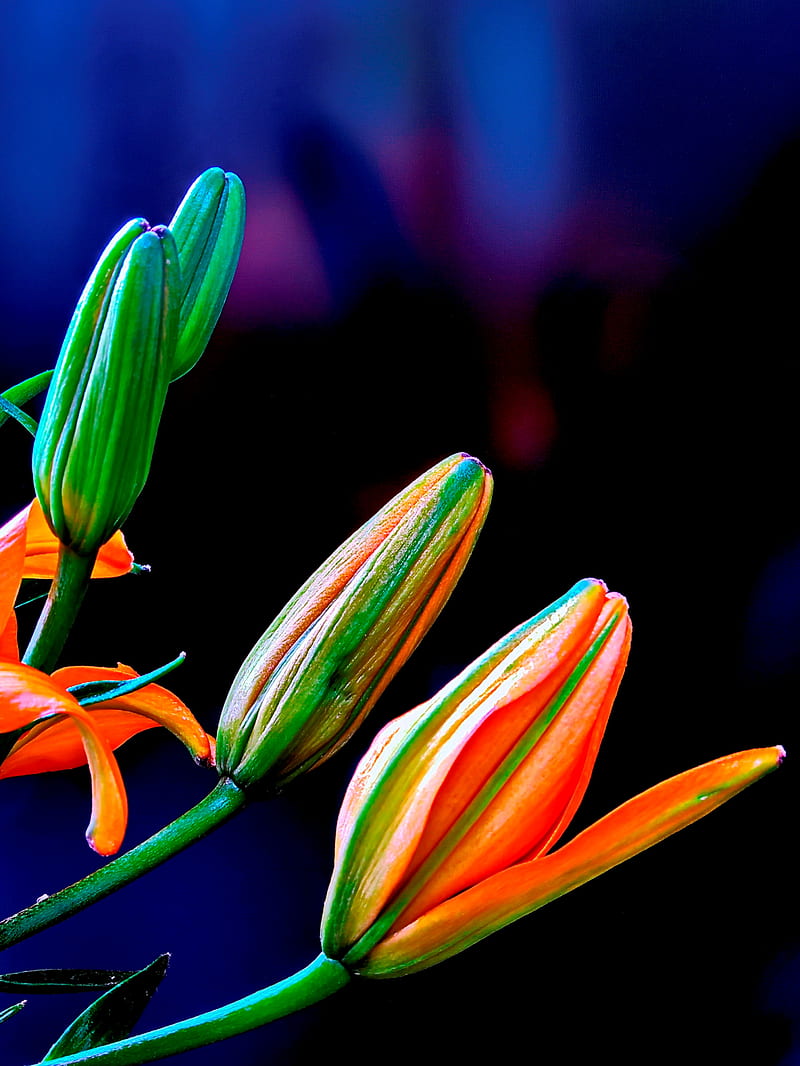 flowers, beauty, flower lilie, orange, spring, HD phone wallpaper