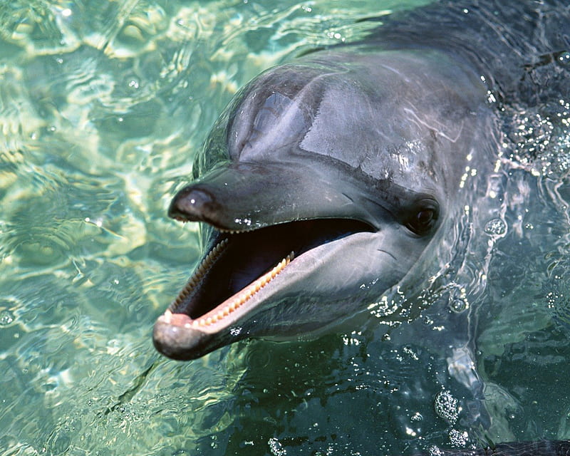 Flipper ~ The Pet Dolphin TV Show, beauty, nature, dolphins, aquatic animals, HD wallpaper