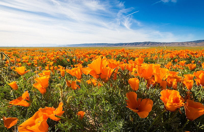 Golden Poppies in Antelope Valley, California, petals, field, flowers, blossoms, clouds, sky, HD wallpaper
