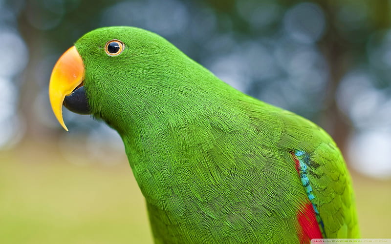 Eclectus Parrot, colorful, bird, green, close-up, bonito, parrot, eclectus, HD wallpaper