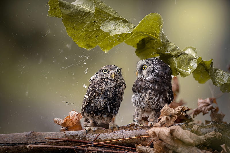 Owls, owl, pasare, umbrella, leaf, cute, bird, green, rain, couple, HD  wallpaper | Peakpx