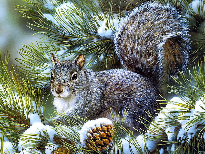 Sweet winter squirrel, squirrel, christmas, pine, snow, nature, animal, winter, HD wallpaper