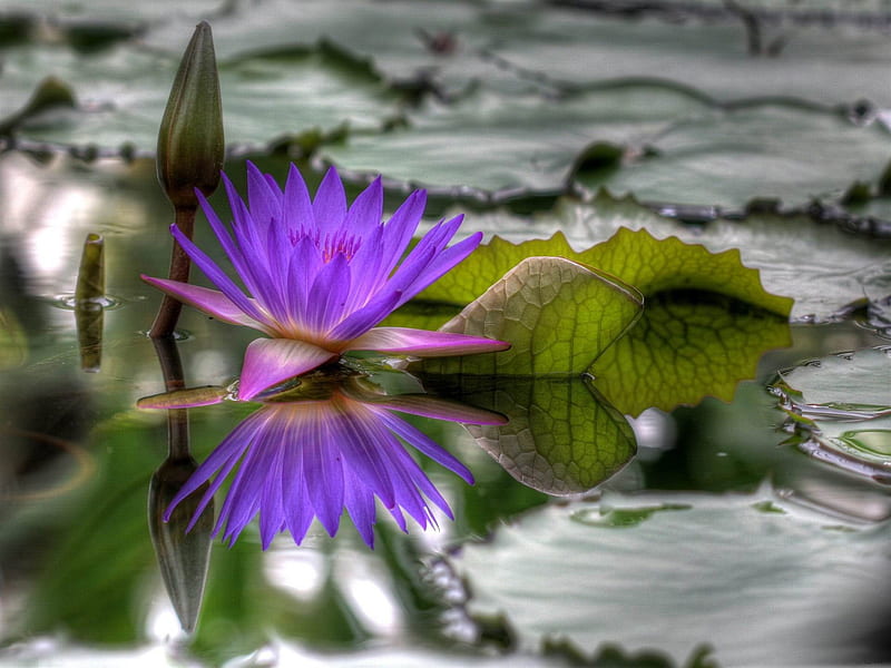 purple water lily-spring flowers, HD wallpaper