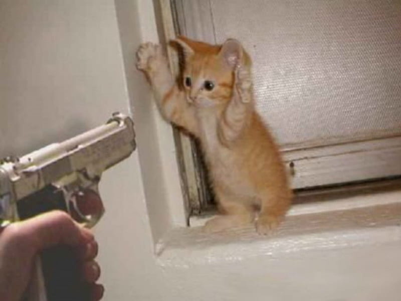 HANDS UP!, cute, pistol, funny, cat, HD wallpaper