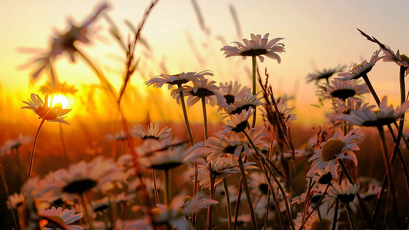 Morning Light, daisies, sun, flowers, blossoms, colors, sky, HD wallpaper