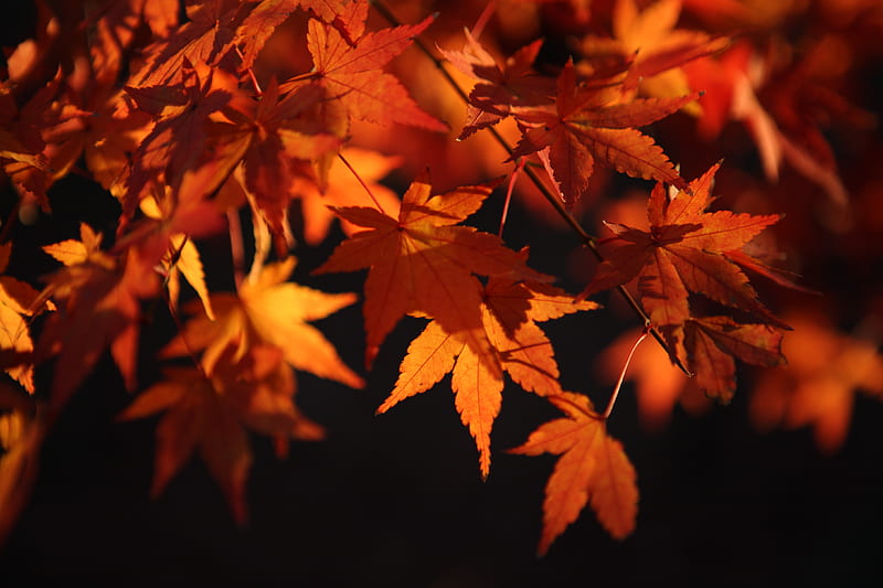 maple leaves, leaves, macro, autumn, orange, HD wallpaper
