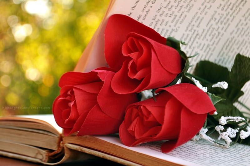 Open Book, blossoms, still life, flowers, roses, HD wallpaper
