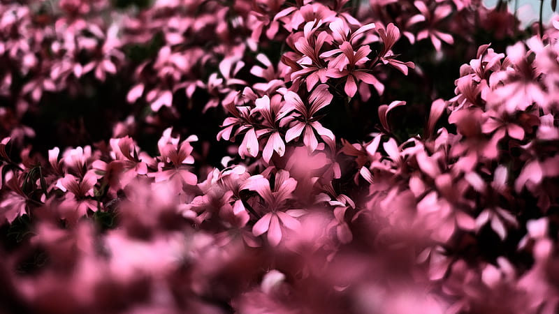 Pink Flowers Ultra Blur , flowers, pink, blur, graphy, HD wallpaper