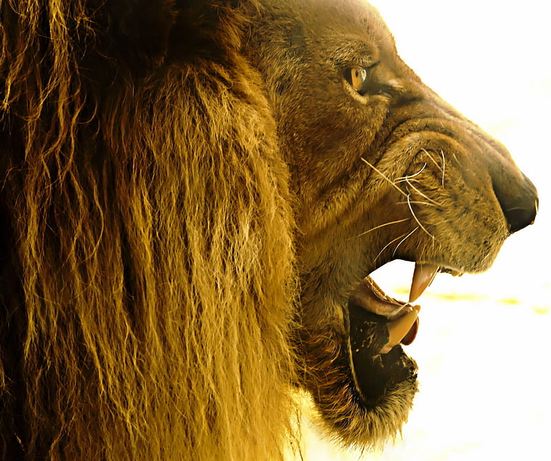 Lion fangs, animals, felines, lions, HD wallpaper