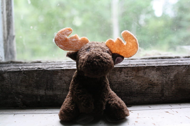 Rupert, cute, nature, graphy, moose, HD wallpaper