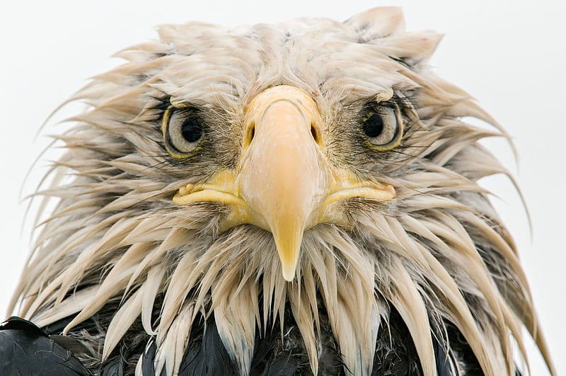 Birds, Bald Eagle, Bird, Bird Of Prey, Eagle, Wildlife, HD