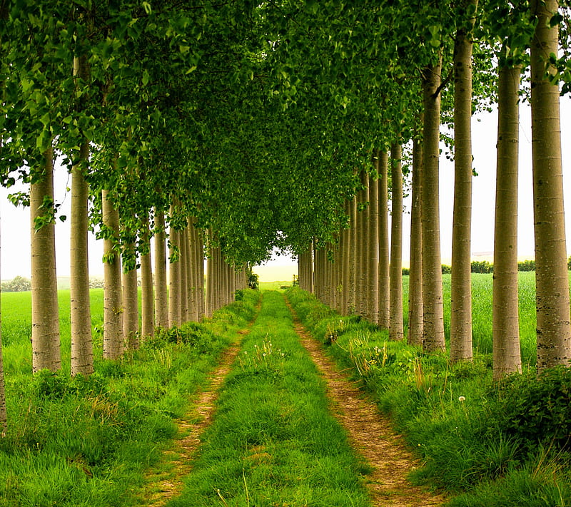 Green Tunnel, nature, trees, HD wallpaper