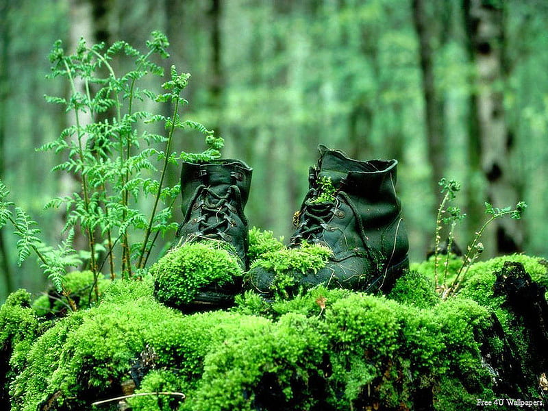 Lost but not Found, ferns, green, boots, rock, moss, trees, old, HD wallpaper