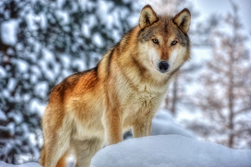Winter Wolf, predator, wilderness, snow, wolves, HD wallpaper