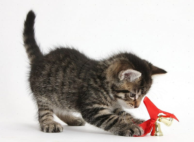 Christmas bell, playing, kitten, cats, animals, HD wallpaper