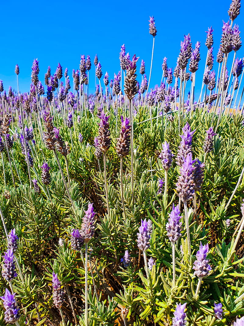 Purple Flower Field Under Blue Sky During Daytime Hd Phone Wallpaper