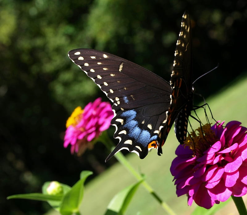 Black Swallowtail on a Pink flower, flower, feeding, pink, black swallowtail, HD wallpaper