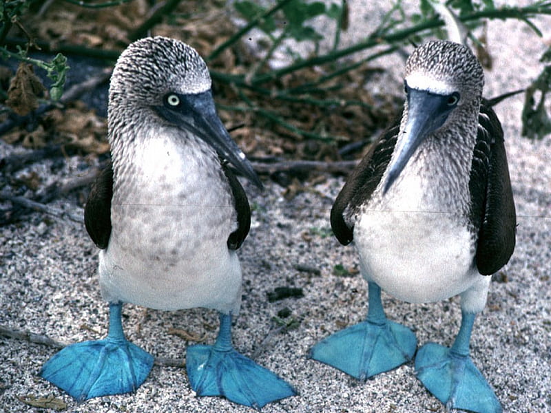 Blue feet, beauty, gracious, penguins, blue, HD wallpaper