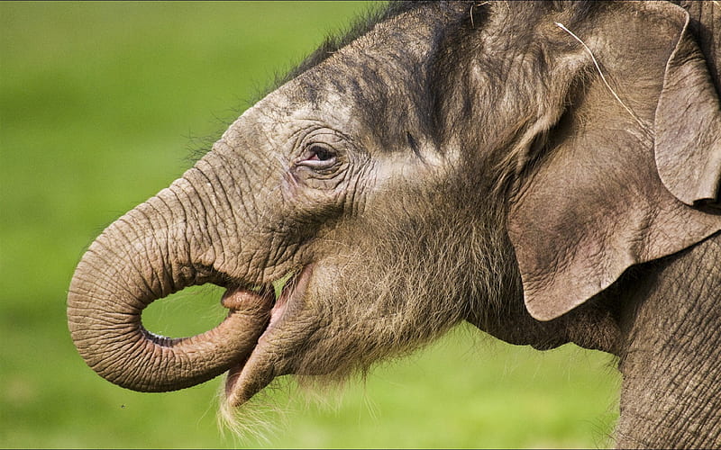 elephant, africa, little cute baby elephant, wildlife, wild animals, elephants, HD wallpaper