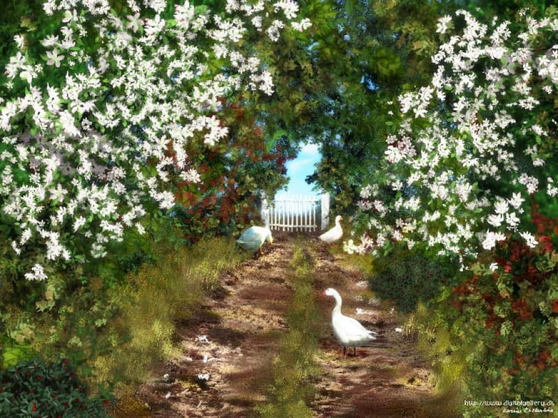 Wild Goose Chase, art, walkway, white geese, flowers, garden, HD wallpaper