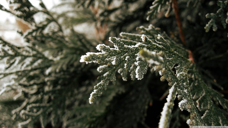 Fir tree branch, branch, frosty, graphy, leaves, pine, frost, frosted, abstract, winter, leaf, tree, macro, nature, fir, frozen, HD wallpaper
