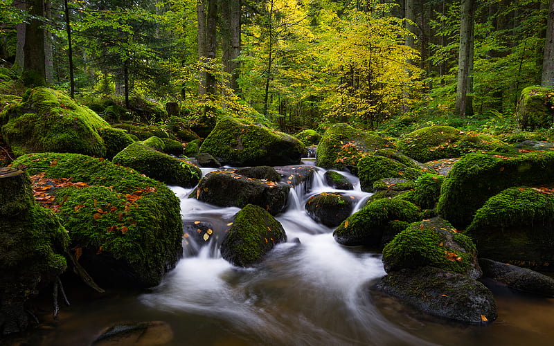 Earth, Stream, Forest, Germany, Moss, Stone, HD wallpaper