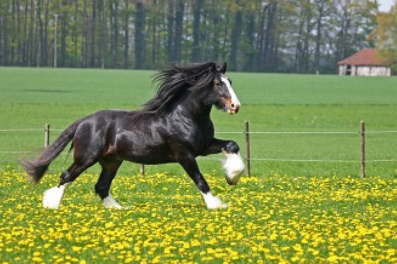 Beautiful Shire Galloping, english horse, shire, draught horse, animals, horses, HD wallpaper